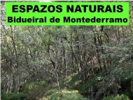 Espazos Naturais: Bidueiral de Montederramo